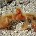 crab_orangutan_sb_gld_h_0119_kom1736.jpg